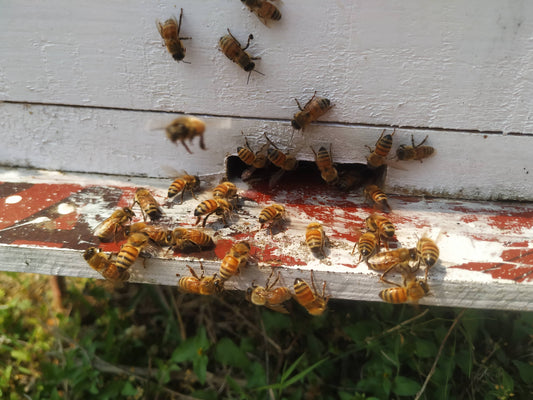 How Do Bees Help In Pollination?
